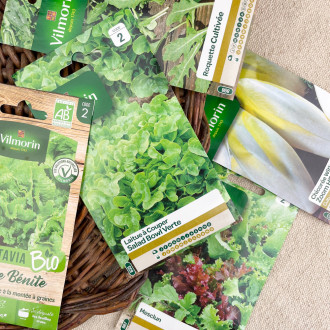 lettuce seeds