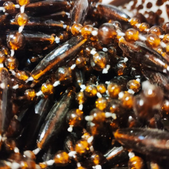 Rideau perles de plastique