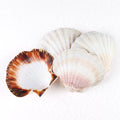 Coquille Saint-Jacques véritable