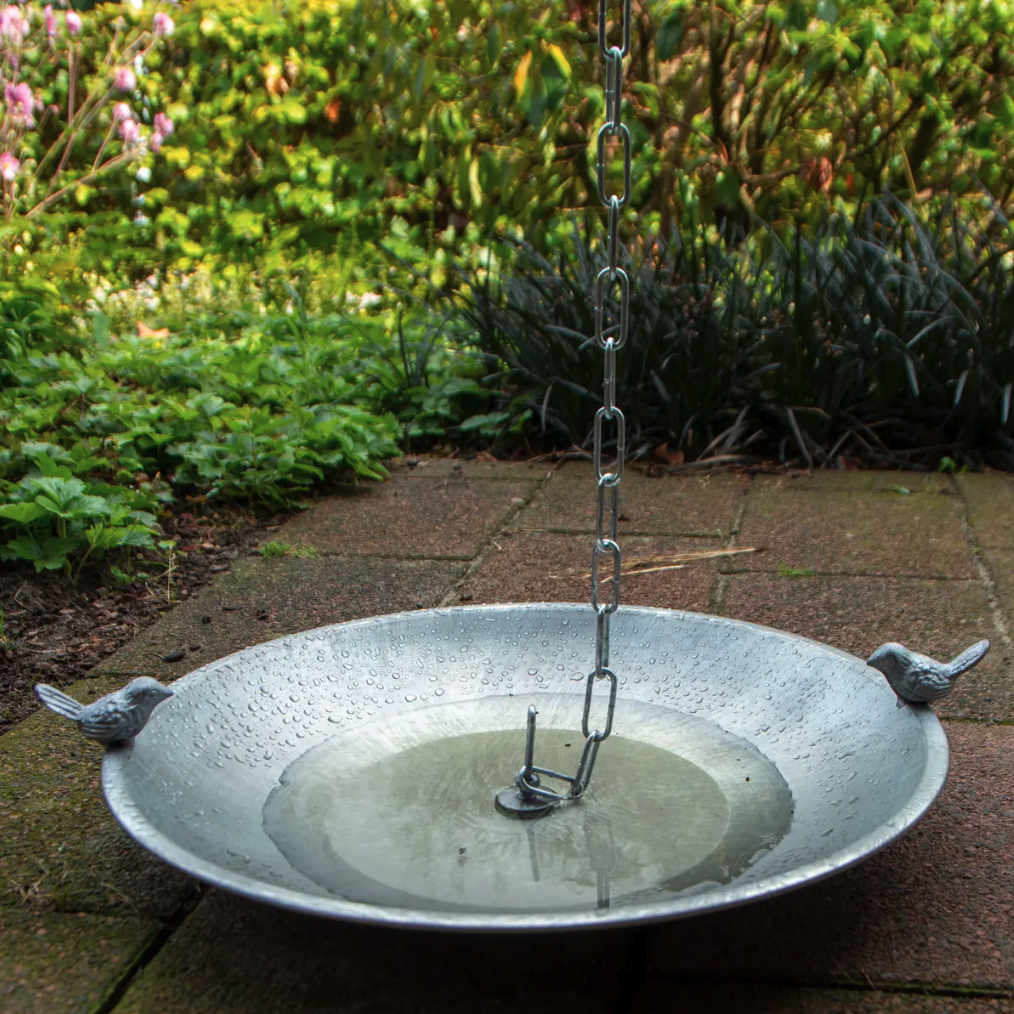 Bain de pluie pour oiseaux