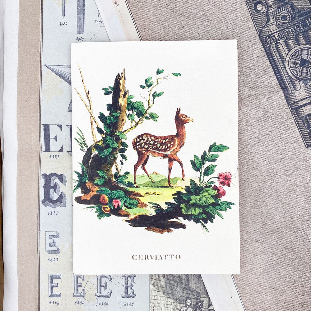 Cahier Planche d'histoire naturelle