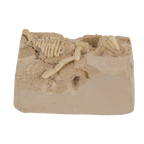 Coffret de paléontologie