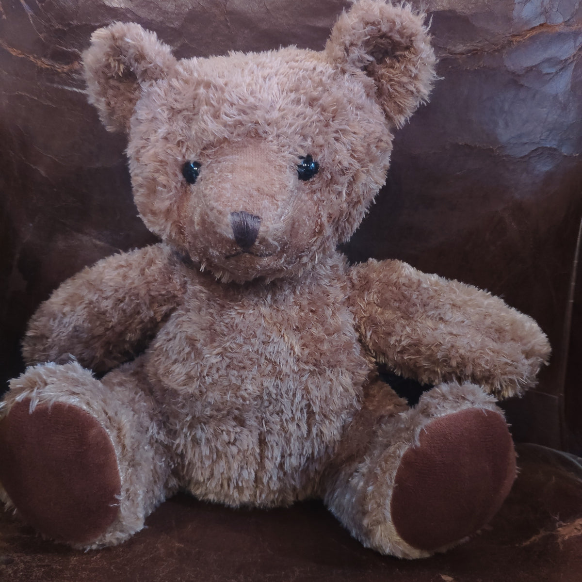 Ours brun Martin