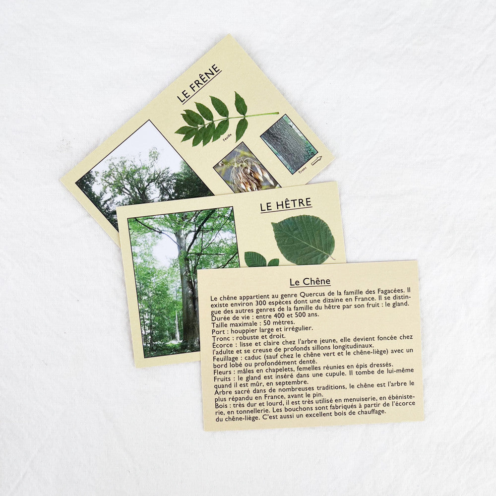 J'apprends à reconnaître les arbres