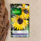 Semence de Tournesol golden hedge
