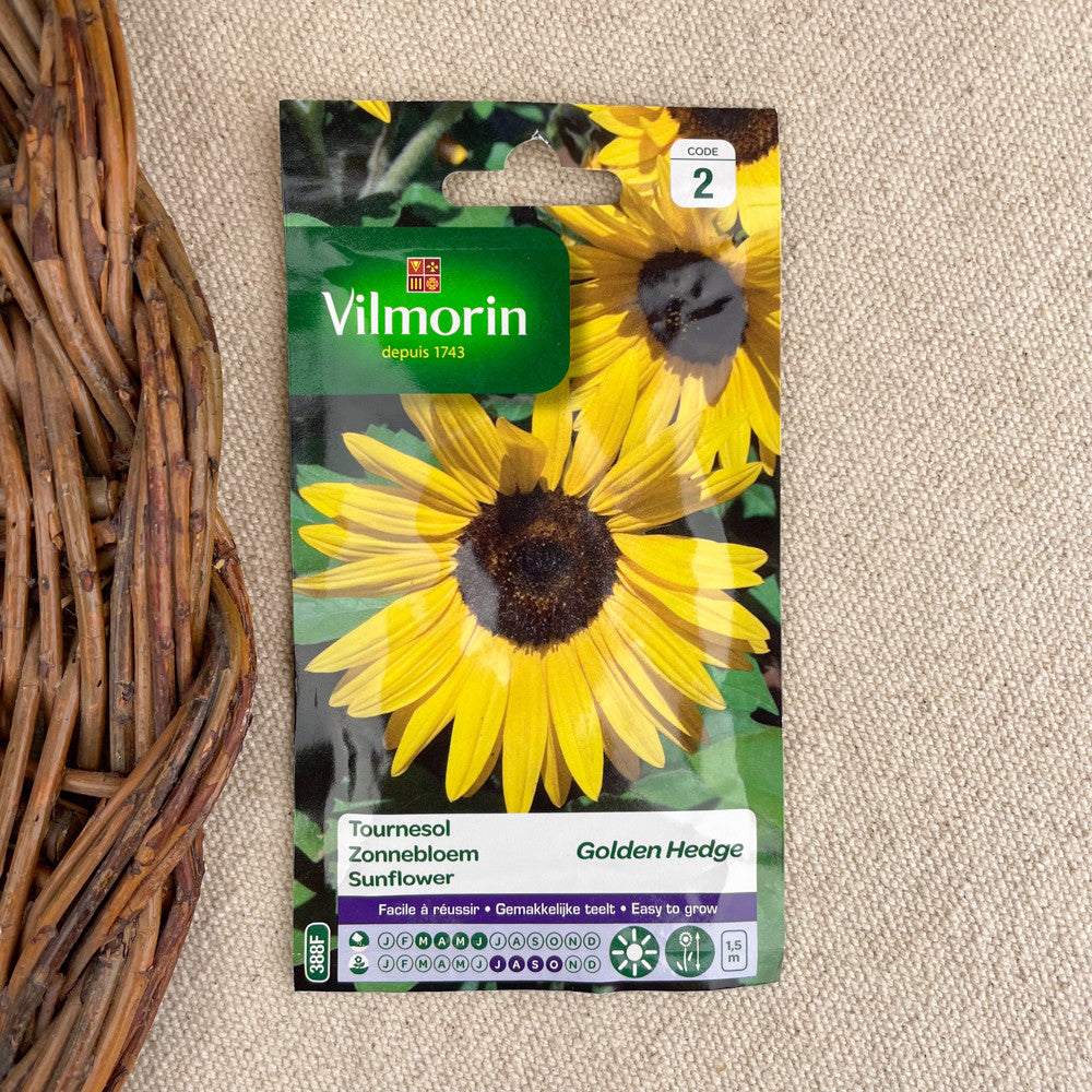 Semence de Tournesol golden hedge