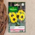 Semence de Tournesol suntastic