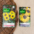 Semence de Tournesol