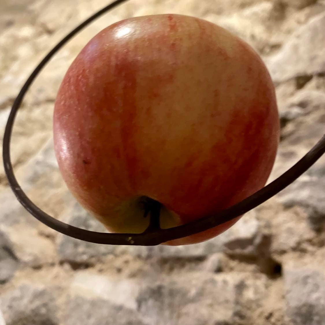 Support à pommes pour oiseaux