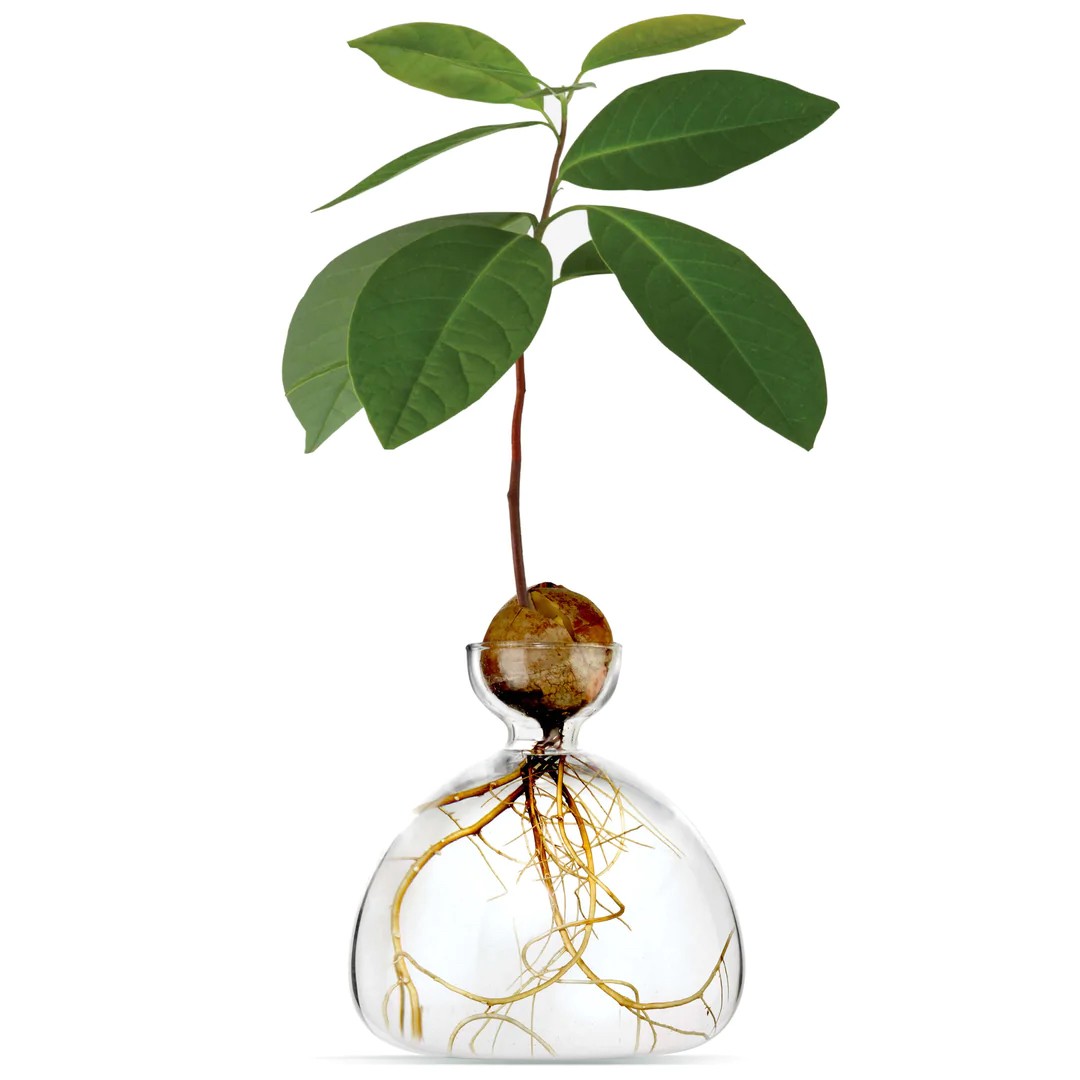 Vase à avocat