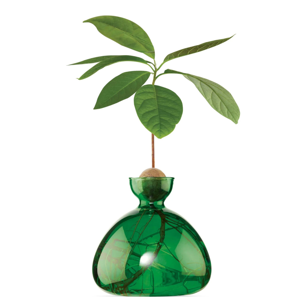 Vase à avocat