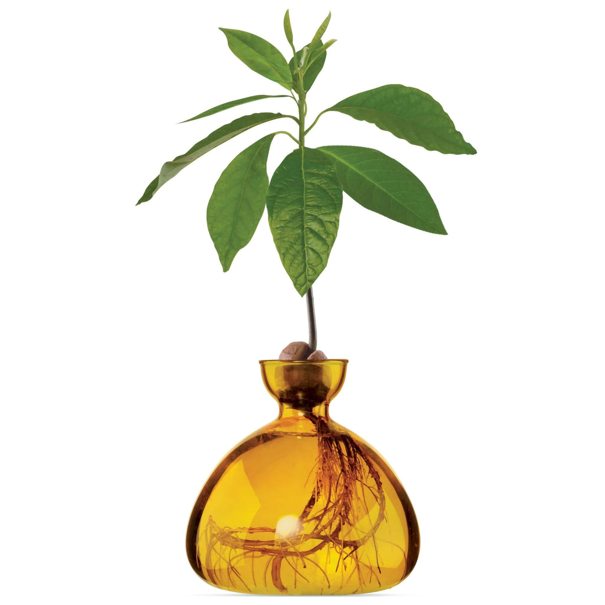 Vase à avocat