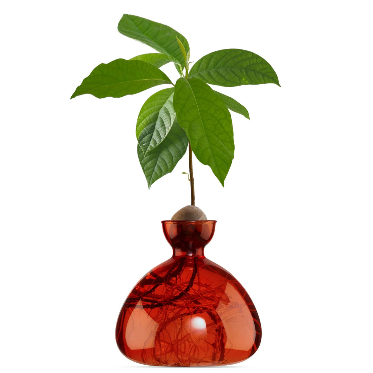 Vase à avocat