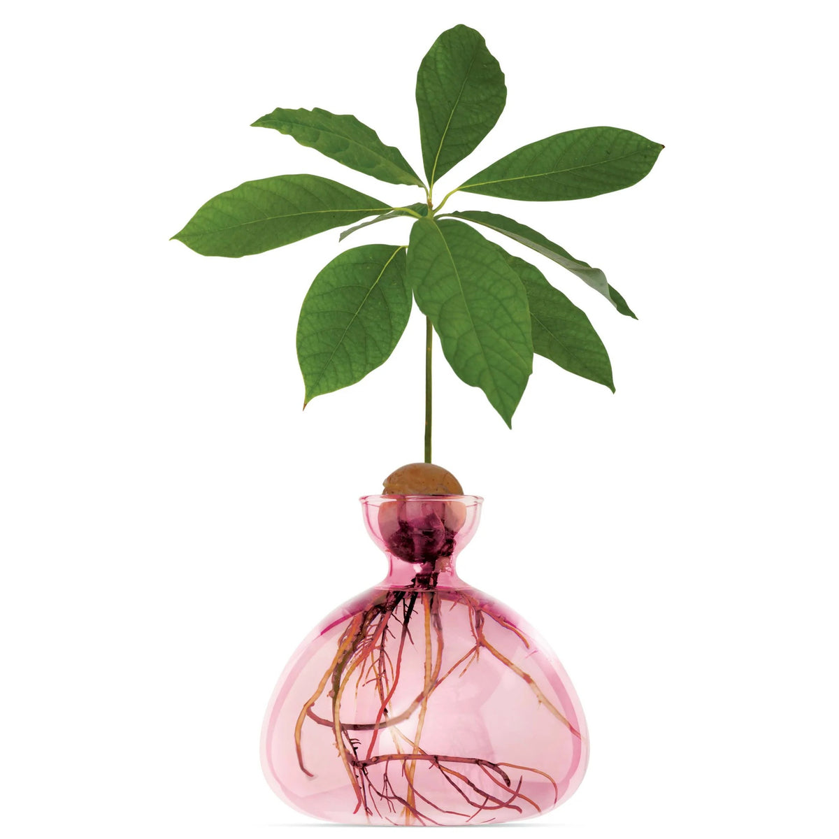 Vase à avocat