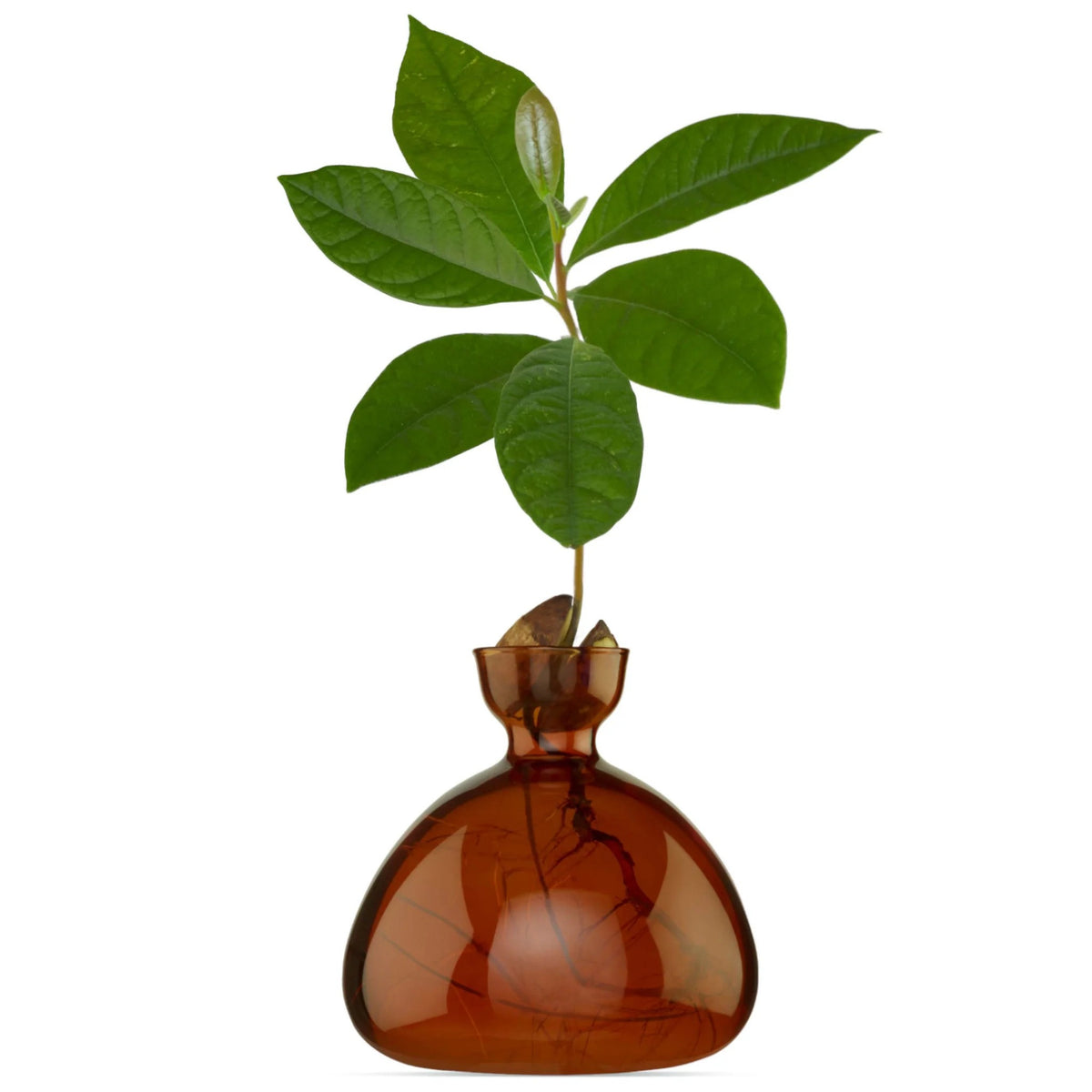 Vase à avocat