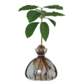 Vase à avocat