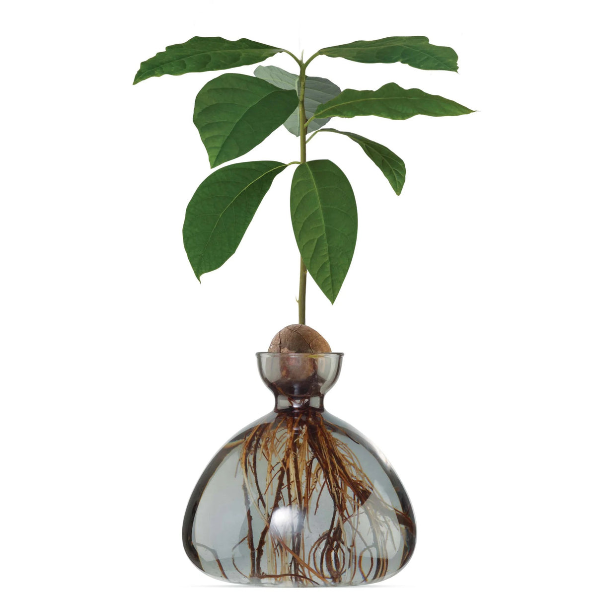 Vase à avocat