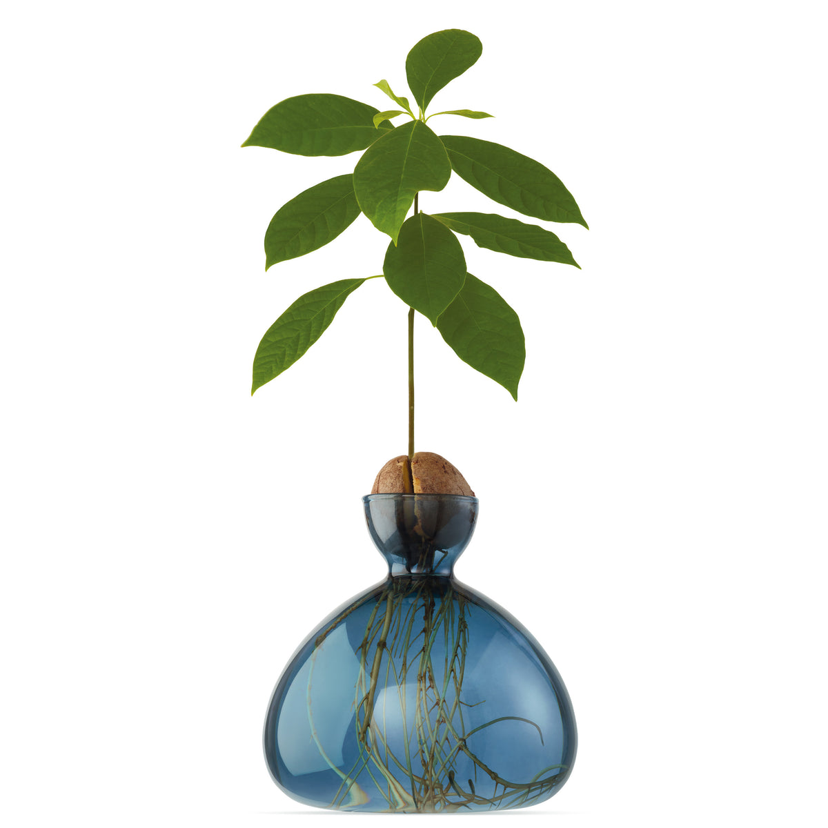 Vase à avocat