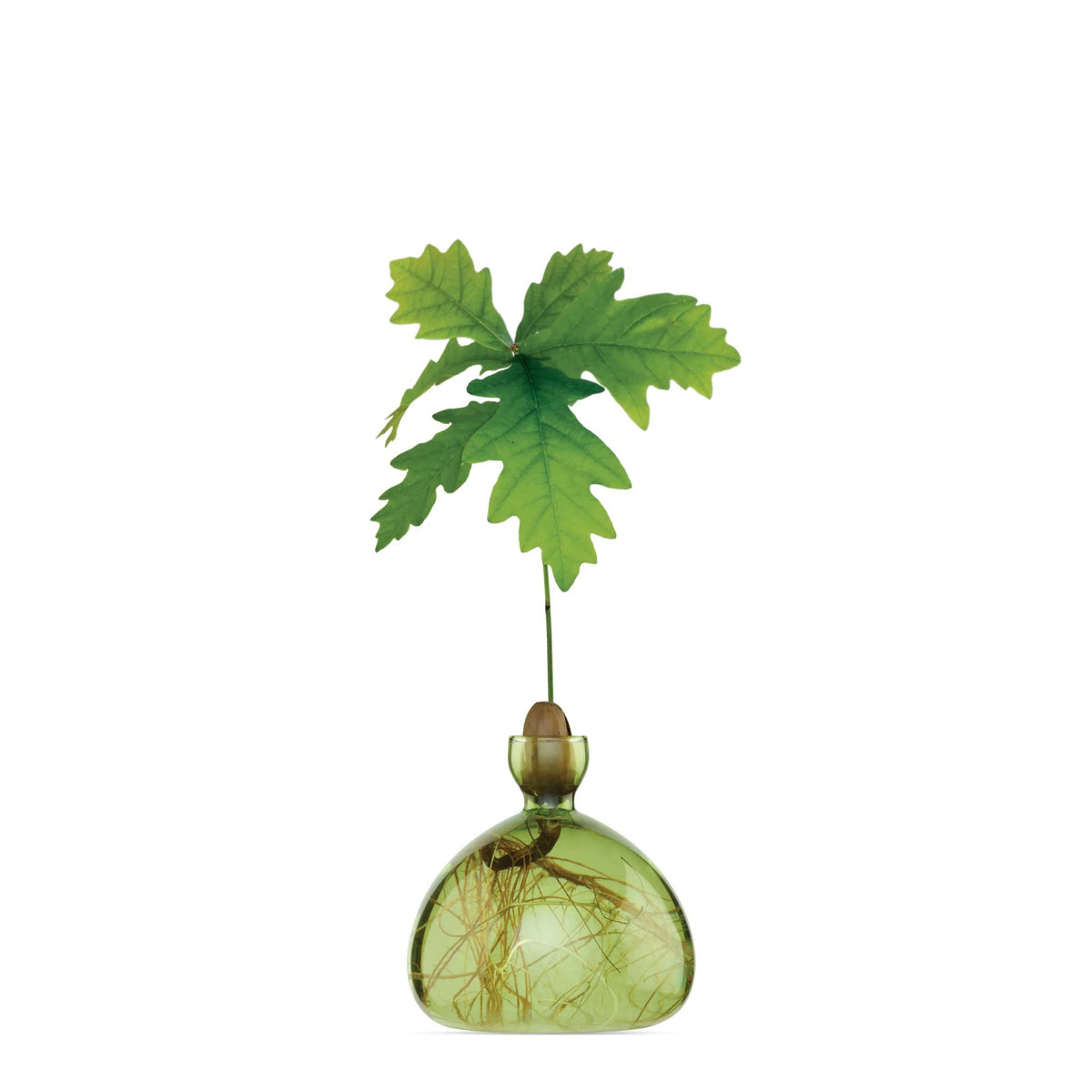 Vase à gland
