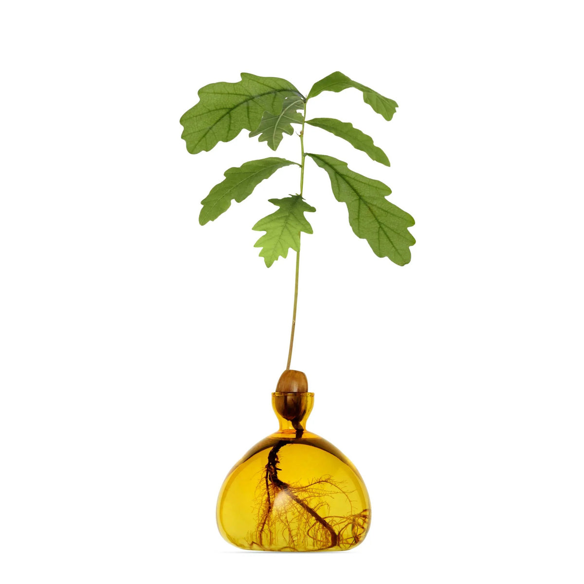 Vase à gland