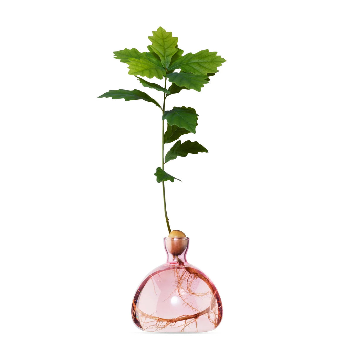 Vase à gland