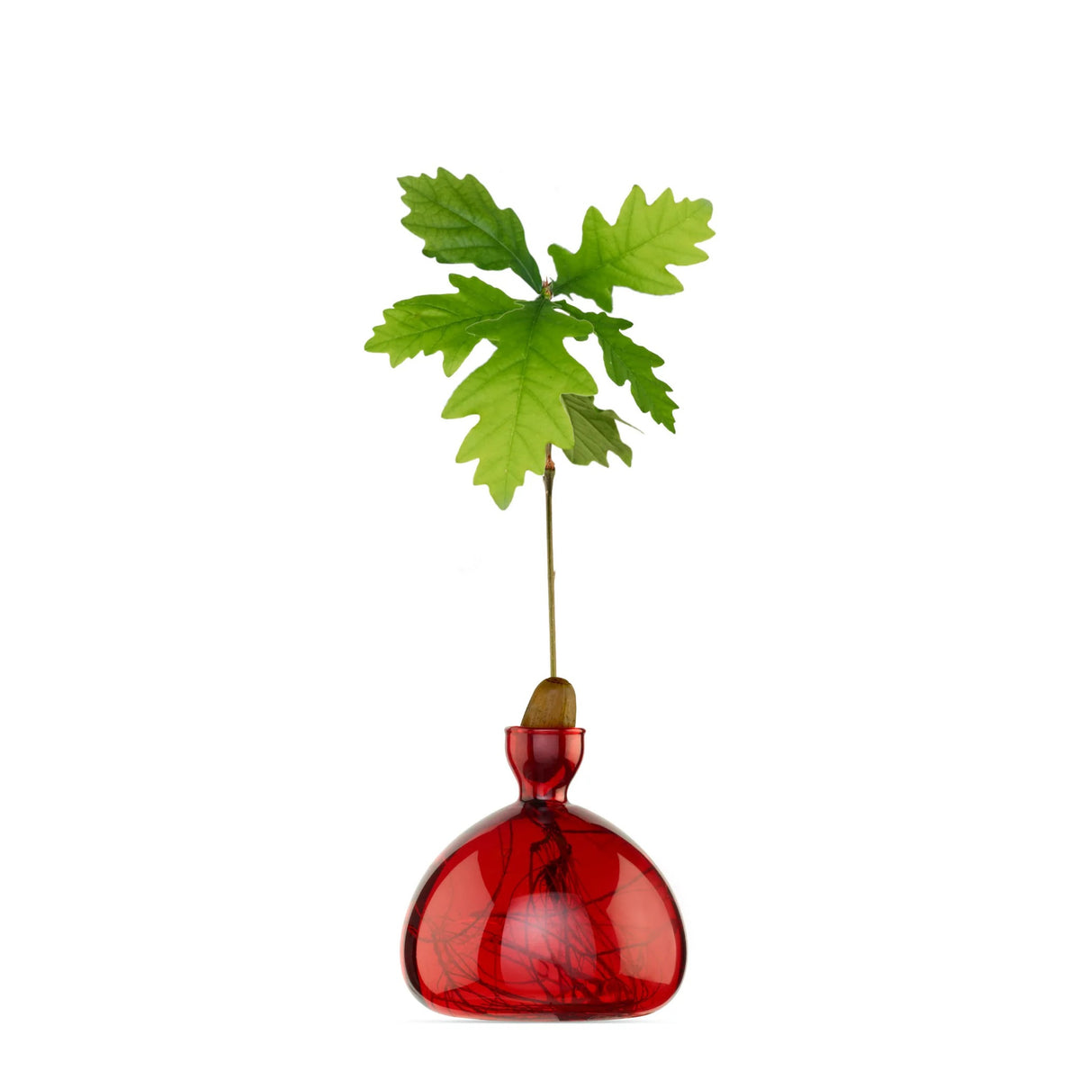 Vase à gland