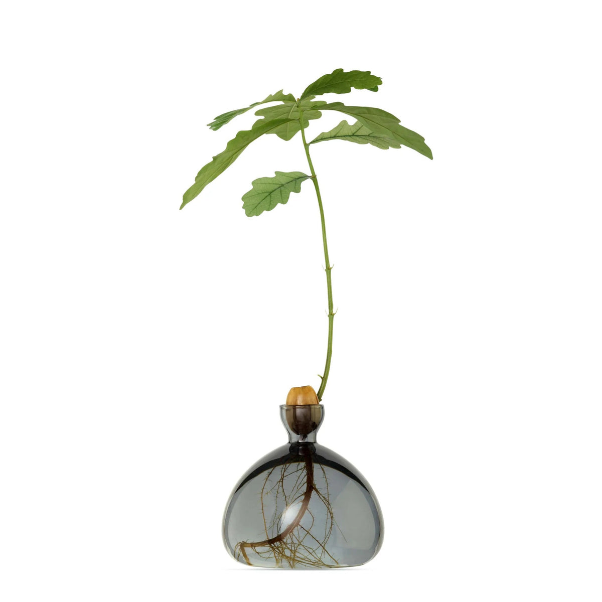 Vase à gland