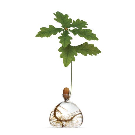 Vase à gland